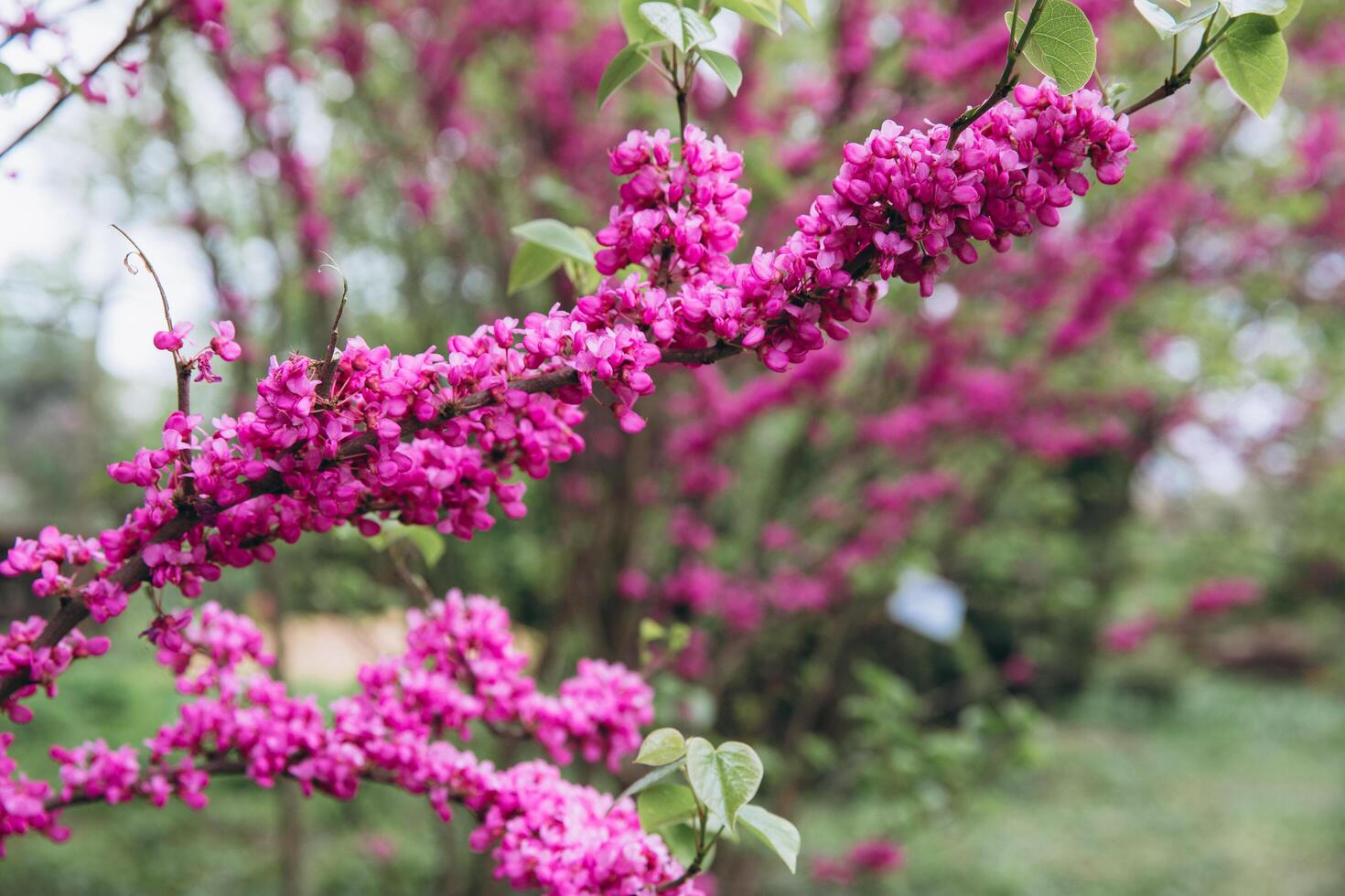 Purple blossom on tree branch in spring photo