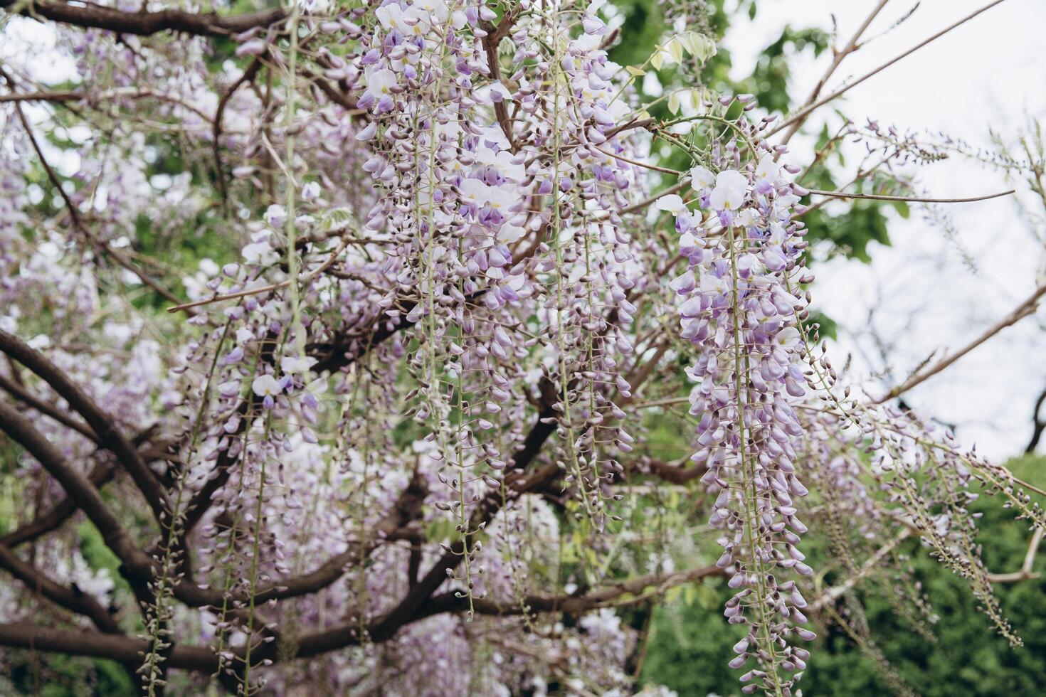 The tree of acacia featuring flowers white. The botanical family of acacia is fabaceae trees. photo