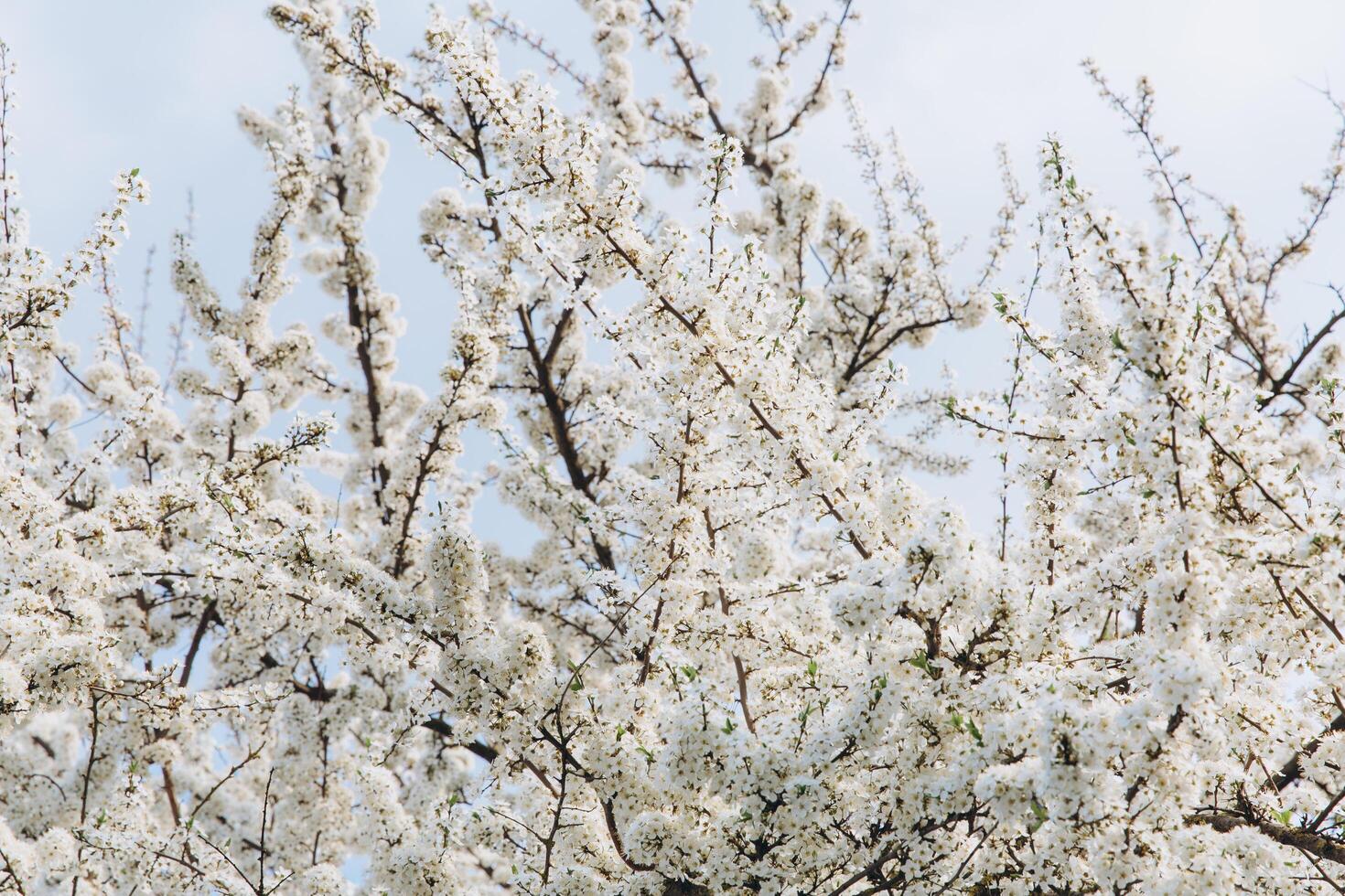 Beautiful white blossom in spring time over blue sky with copy space photo