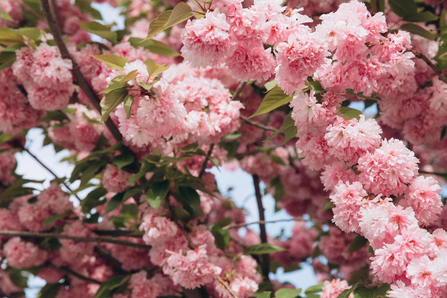 Spring Cherry blossoms in full bloom. Title header dimension image. photo