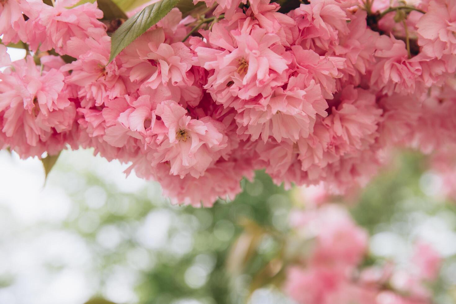Abstract floral backdrop of pink flowers over pastel colors with soft style for spring or summer time. Banner background with copy space. photo