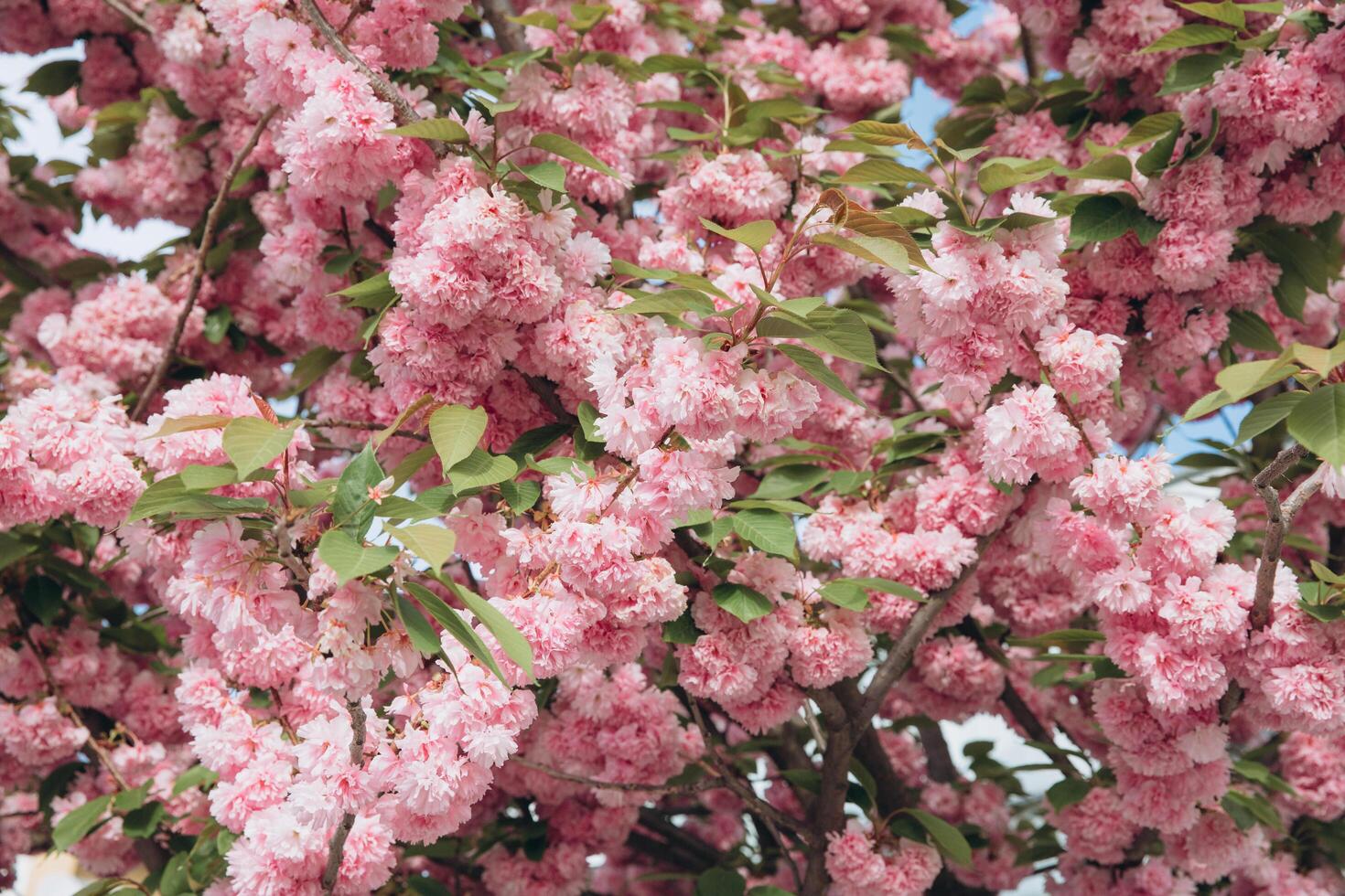 Spring Cherry blossoms in full bloom. Title header dimension image. photo