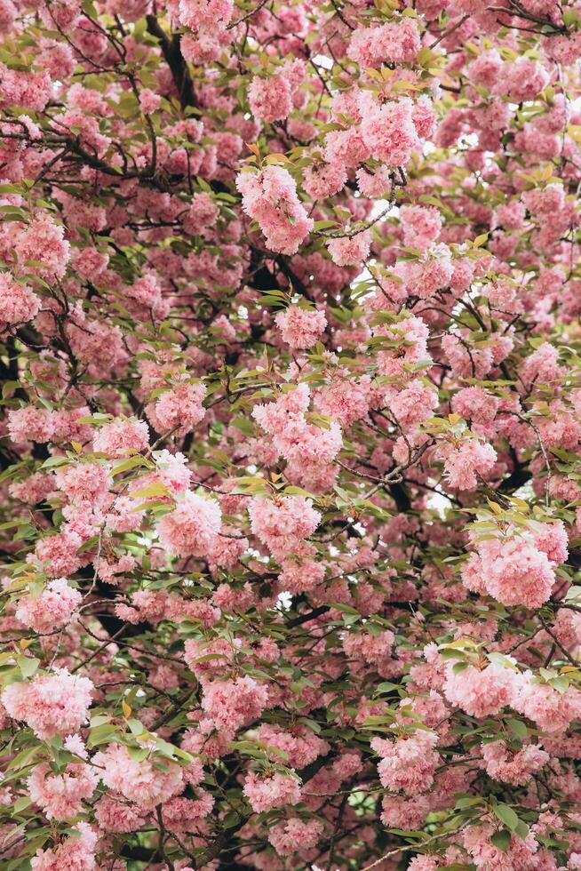 Spring Cherry blossoms in full bloom. Title header dimension image. photo