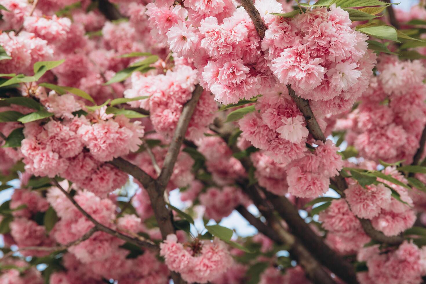 Spring Cherry blossoms in full bloom. Title header dimension image. photo