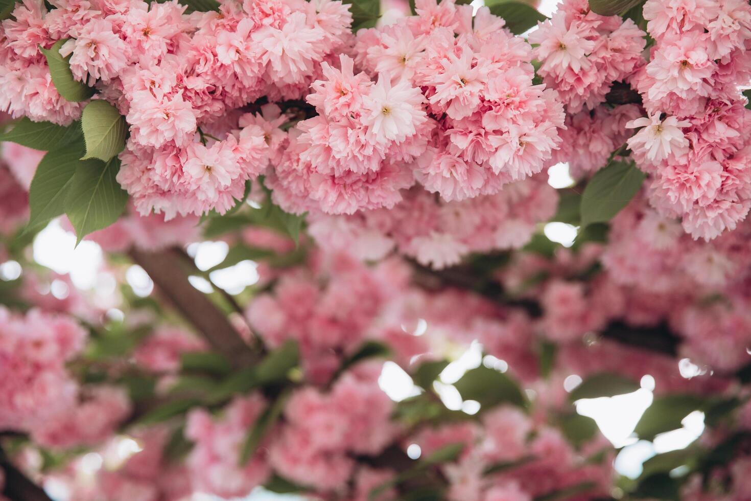 Abstract floral backdrop of pink flowers over pastel colors with soft style for spring or summer time. Banner background with copy space. photo