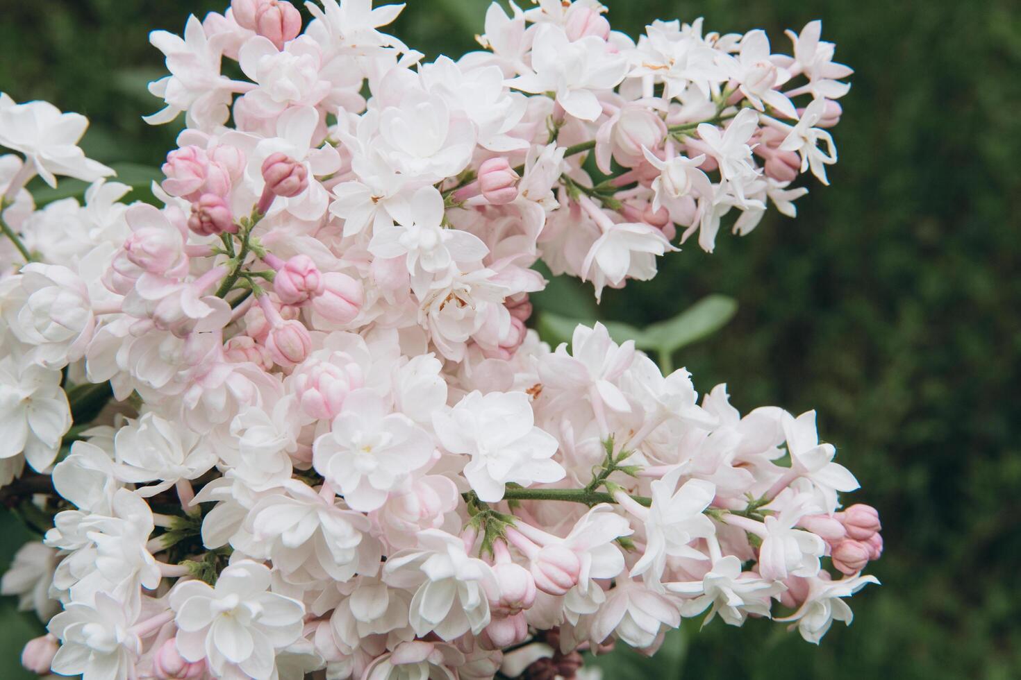 Lilac blossom in spring scene. Blooming flowers. photo