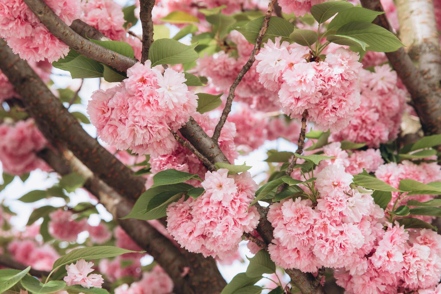 Beautiful pink cherry blossom flower at full bloom in Spring photo