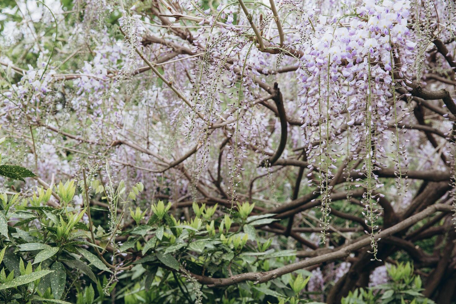 The tree of wisteria featuring flowers white. The botanical family of acacia is fabaceae trees. photo
