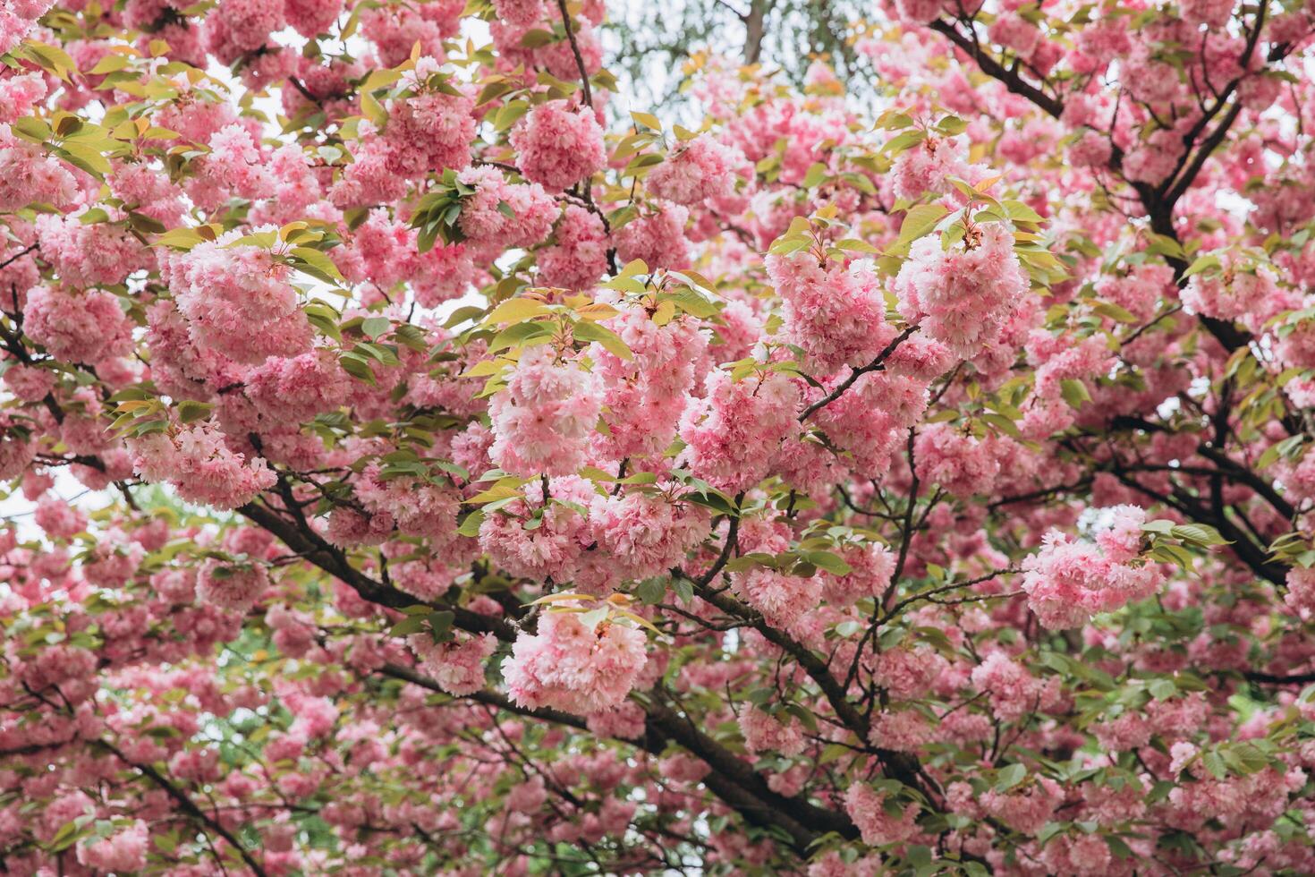 Spring Cherry blossoms in full bloom. Title header dimension image. photo