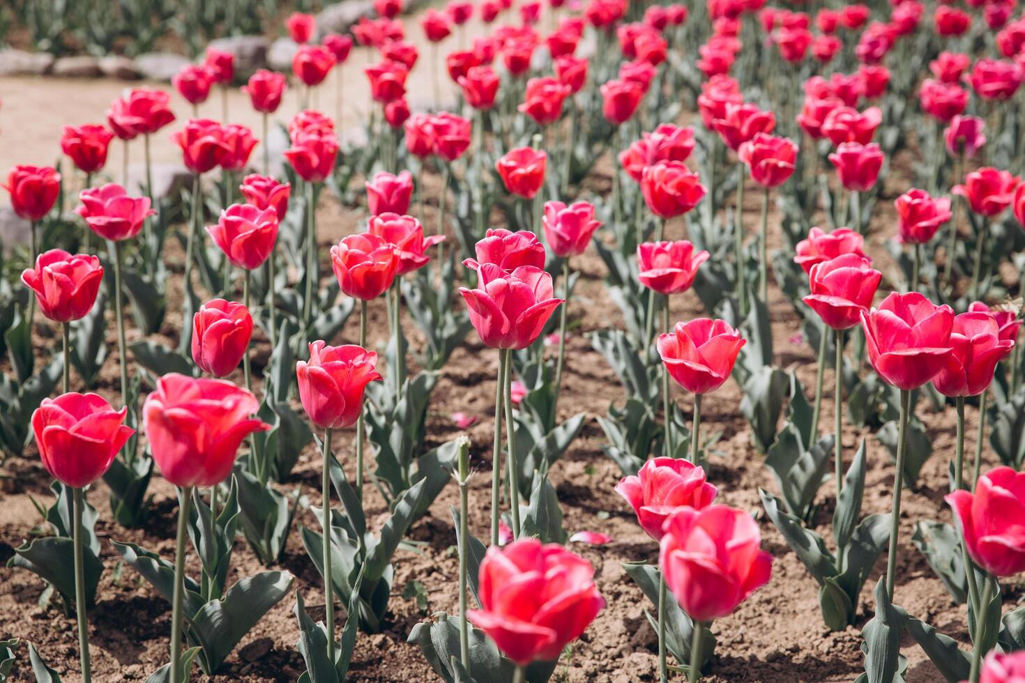 Red tulips on the garden in Spring. photo