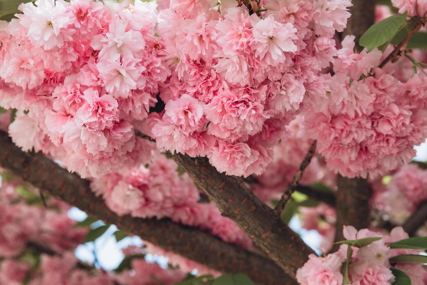 Abstract floral backdrop of pink flowers over pastel colors with soft style for spring or summer time. Banner background with copy space. photo