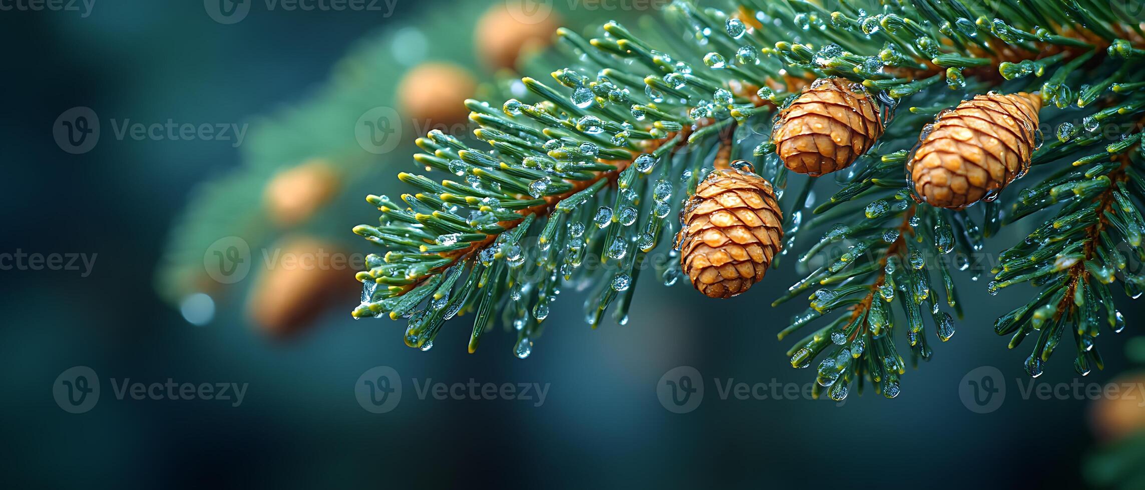 Close-up of pine tree branch with cones and raindrops. photo