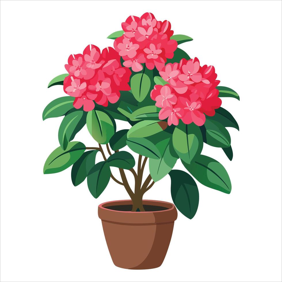 A potted rhododendron flower on a white background vector