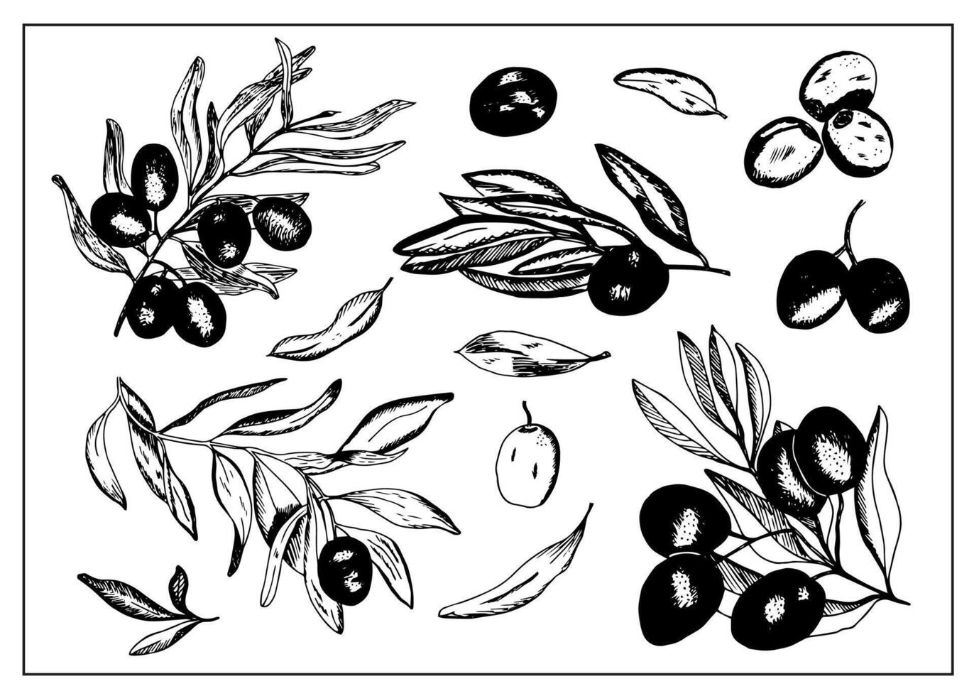 Hand drawn Olive branch on white background. Olives ink Drawing. Black and white Olive Branches with berries and leaves. vector