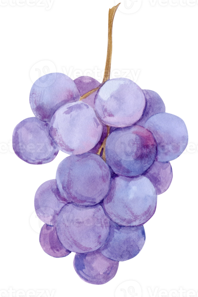 Watercolor blue grapes. Illustration of purple fruit. Grape symbol for wine, juice, jam labels. Clipart for winery, cafe, restaurant. png
