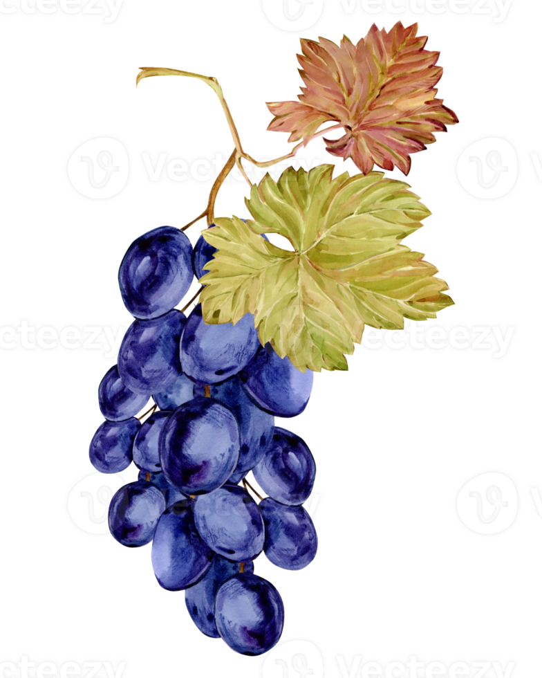 Watercolor branch with blue grapes. Botanical illustration of black berries, leaves and branches. Berries for labels of red wine, juice, jam. Clipart for winery, cafe. png
