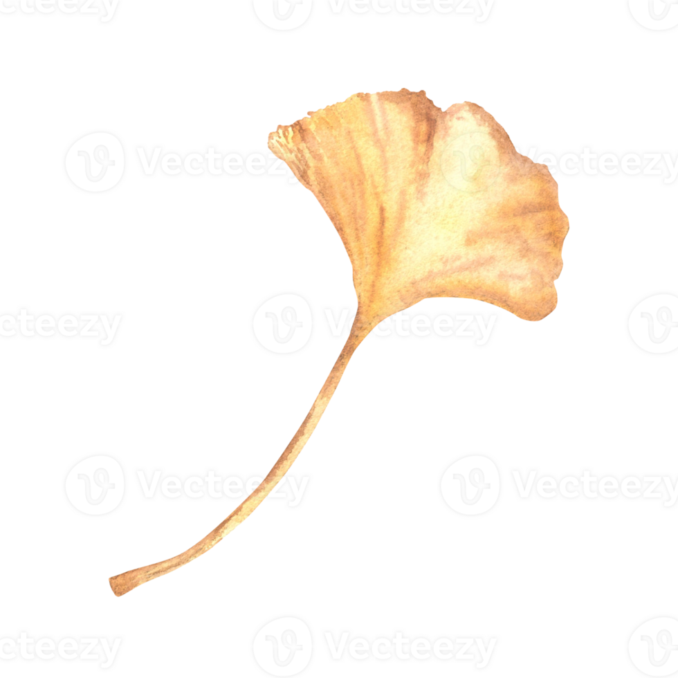 Watercolor ginkgo Biloba leaf. Autumn yellow, orange fallen off maidenhair fern, tree foliage. Hand drawn illustration. Botanical elements for logo, label or fall card design. Isolated from background png