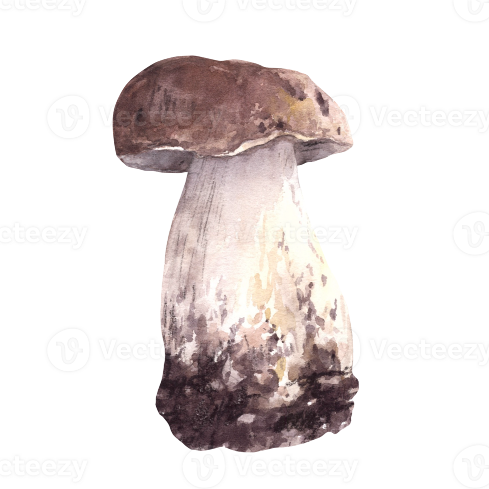Porcini mushroom hand drawn watercolor illustration. Boletus with brown cap for food. Edible wild forest fungi. Fall harvest, vegetarian menu, label, product packaging Clipart isolated from background png