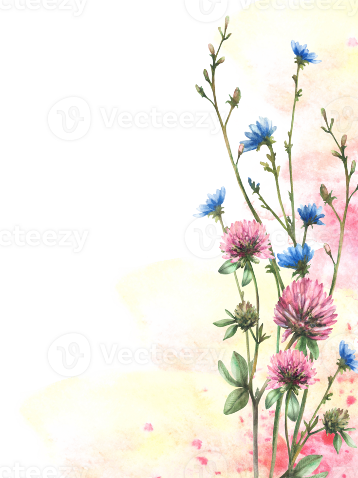 Wildflower bouquet on watercolor colorful splashes and stained abstract background. Field pink clover, blue chicory flowers, buds. Meadow floral summer card template. Hand drawn illustration isolated png