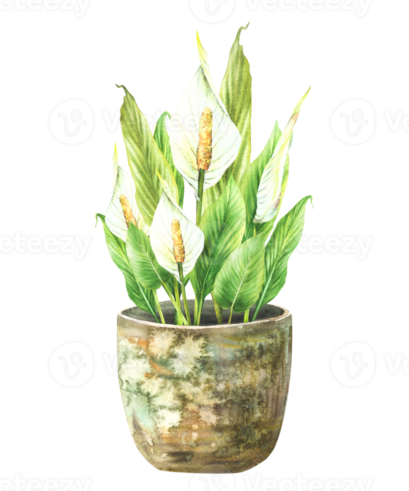 Watercolor home plant potted. Tropical green leaves with buds and white Calla flowers in rustic vintage pot. Anthurium exotic houseplants. Watercolor hand drawn illustration. Isolated from background png