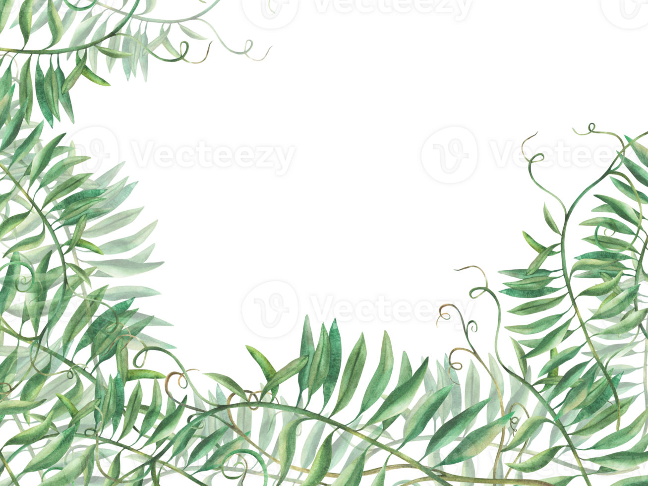 Mouse pea without flowers green banner, frame. Wildflower, climbing plan twig template. Watercolour floral illustration. Meadow grass Vicia cracca Hand drawn Clipart for card. isolated from background png