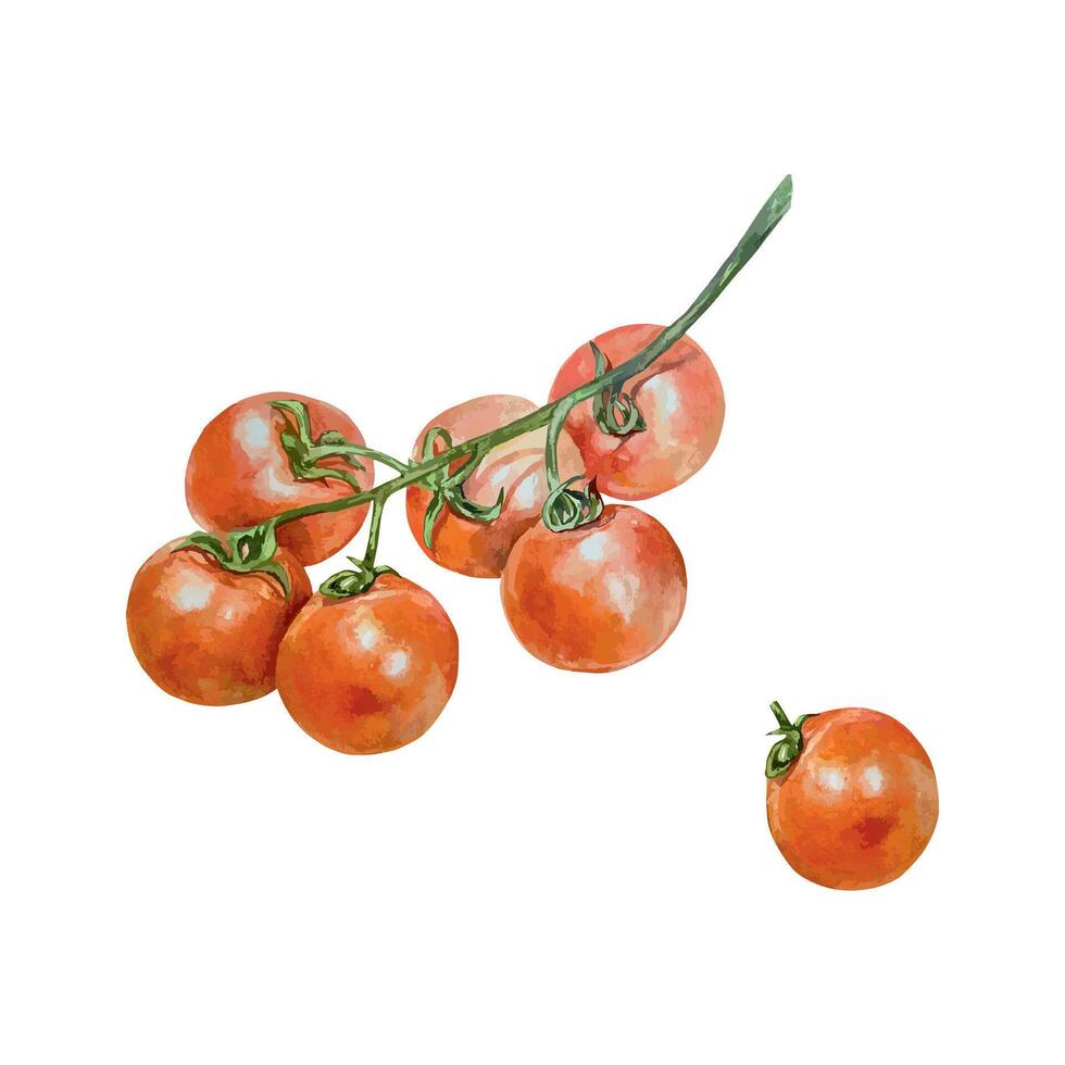 Cherry tomatoes watercolor. Red round vegetables on a branch. Botanical illustration. For food packaging, ketchup label, cards for harvest and vegetarian day, invitations for healthy eating. vector