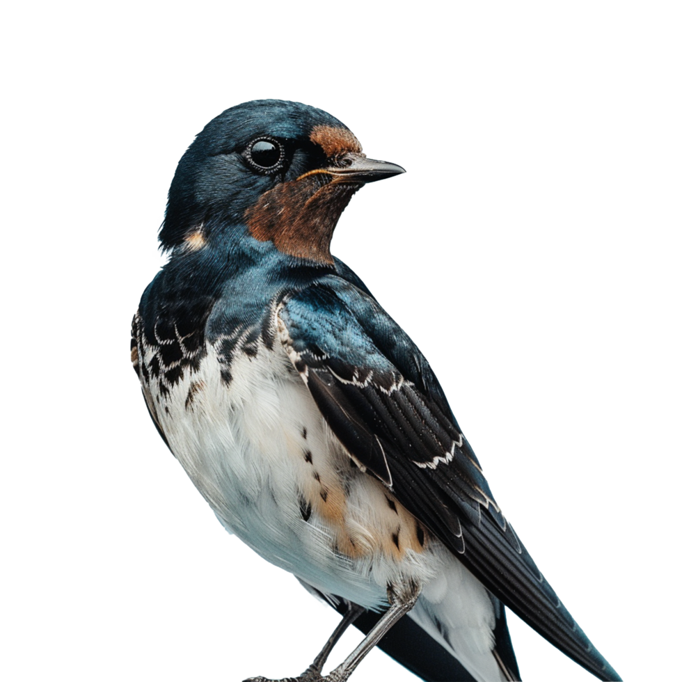 A bird with a black and white head and a blue and white body png