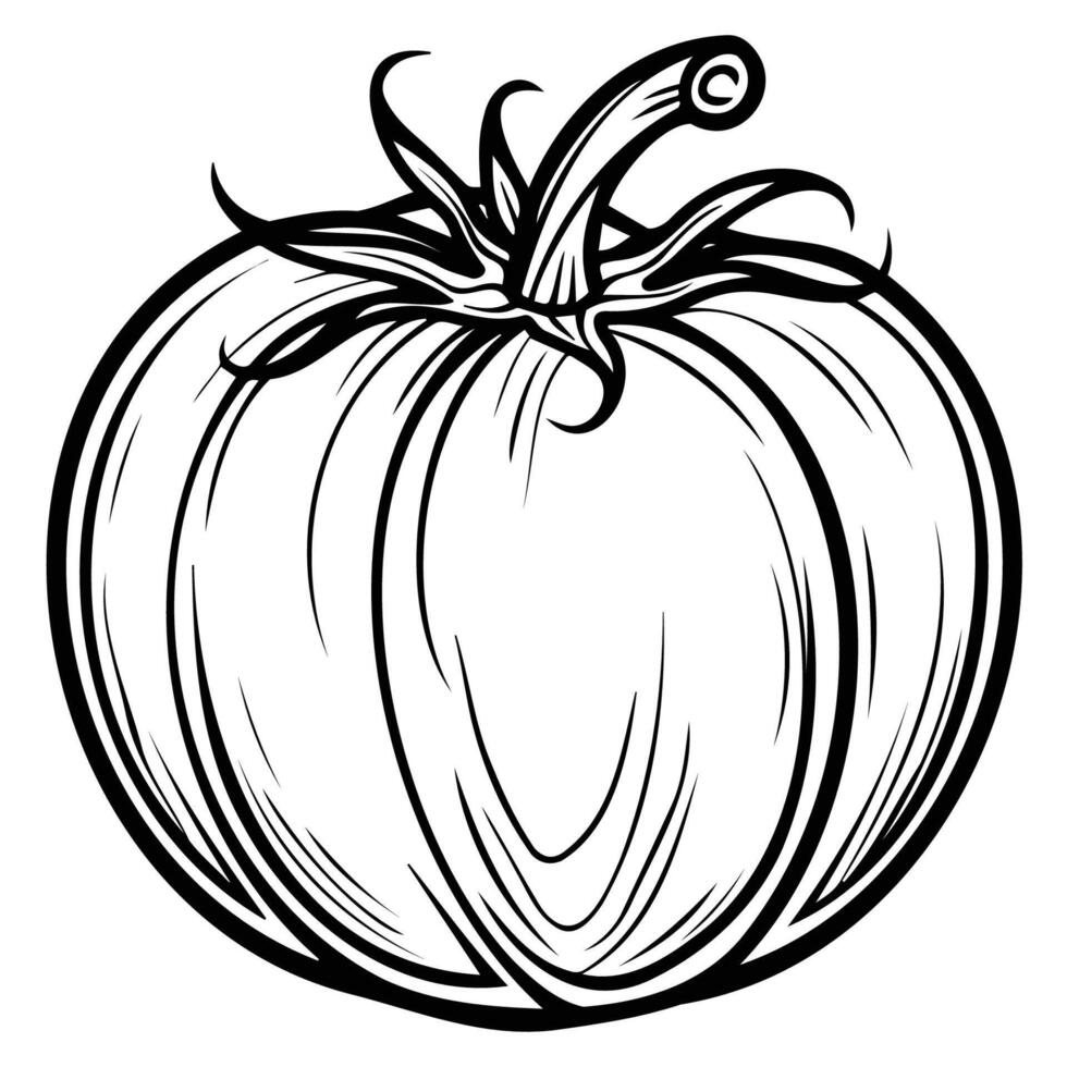 Hand-drawn Illustration of a Tomato Vegetable vector