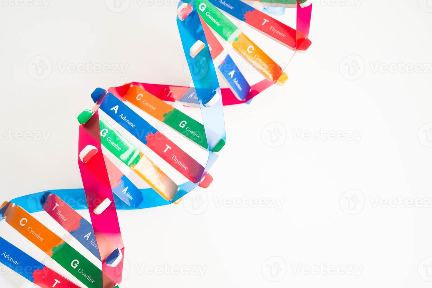 Deoxyribonucleic acid or DNA, double helix chains structure formed by base pairs attached to a sugar phosphate backbone. photo