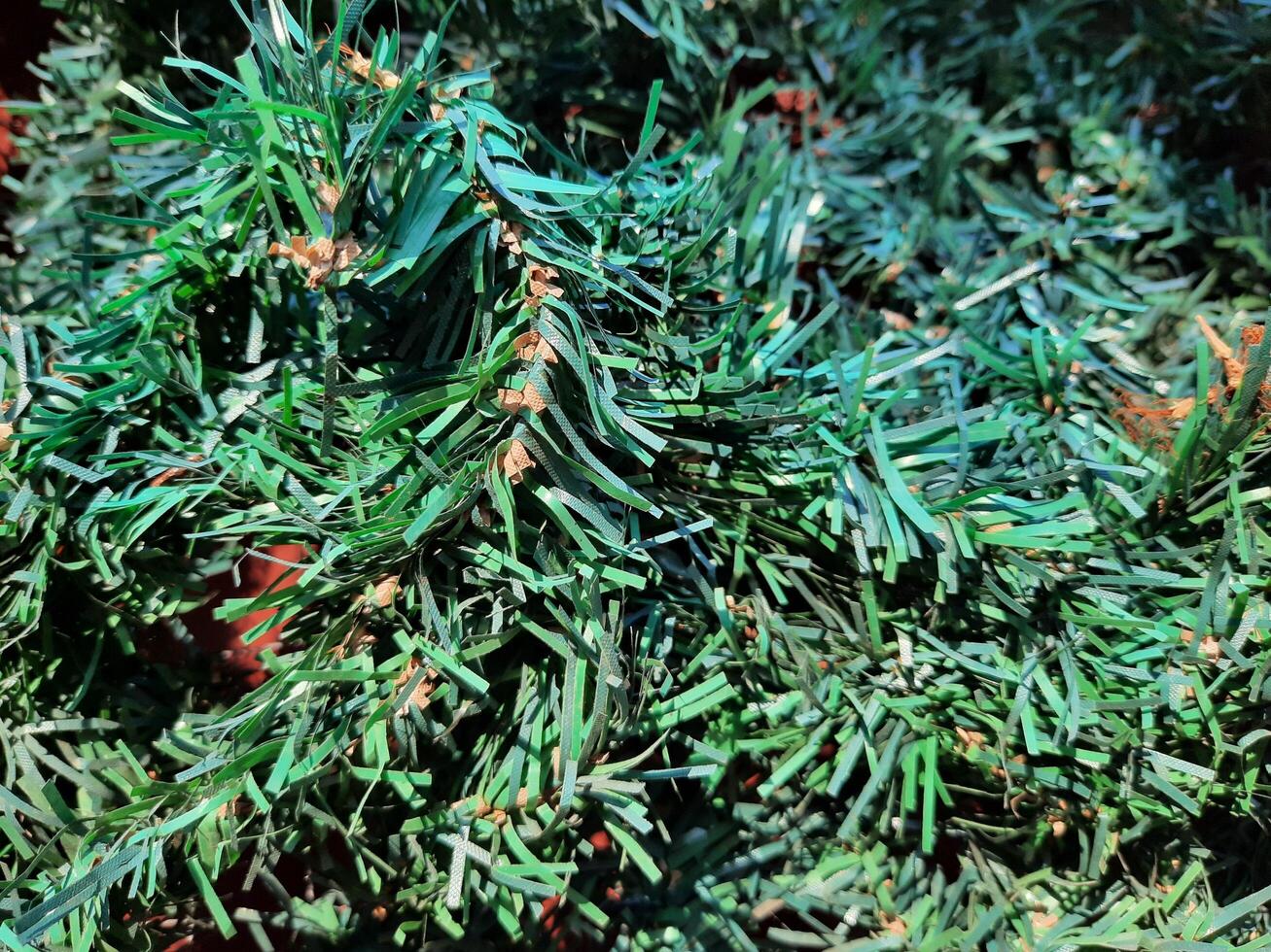 close up of a christmas tree branch photo