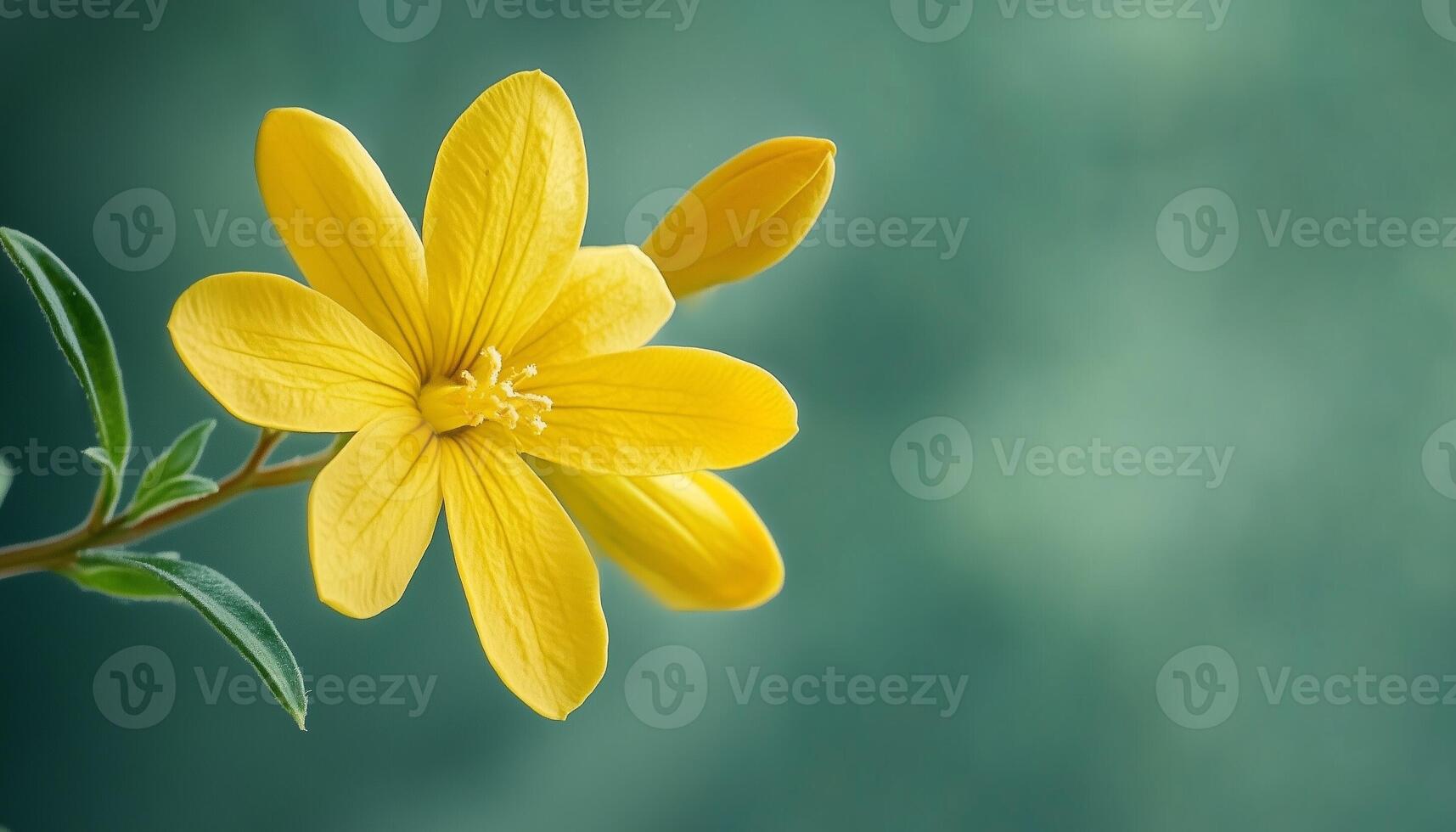 Vibrant jasmine flower vibrant blossom petal nature plant blurred dark background photo