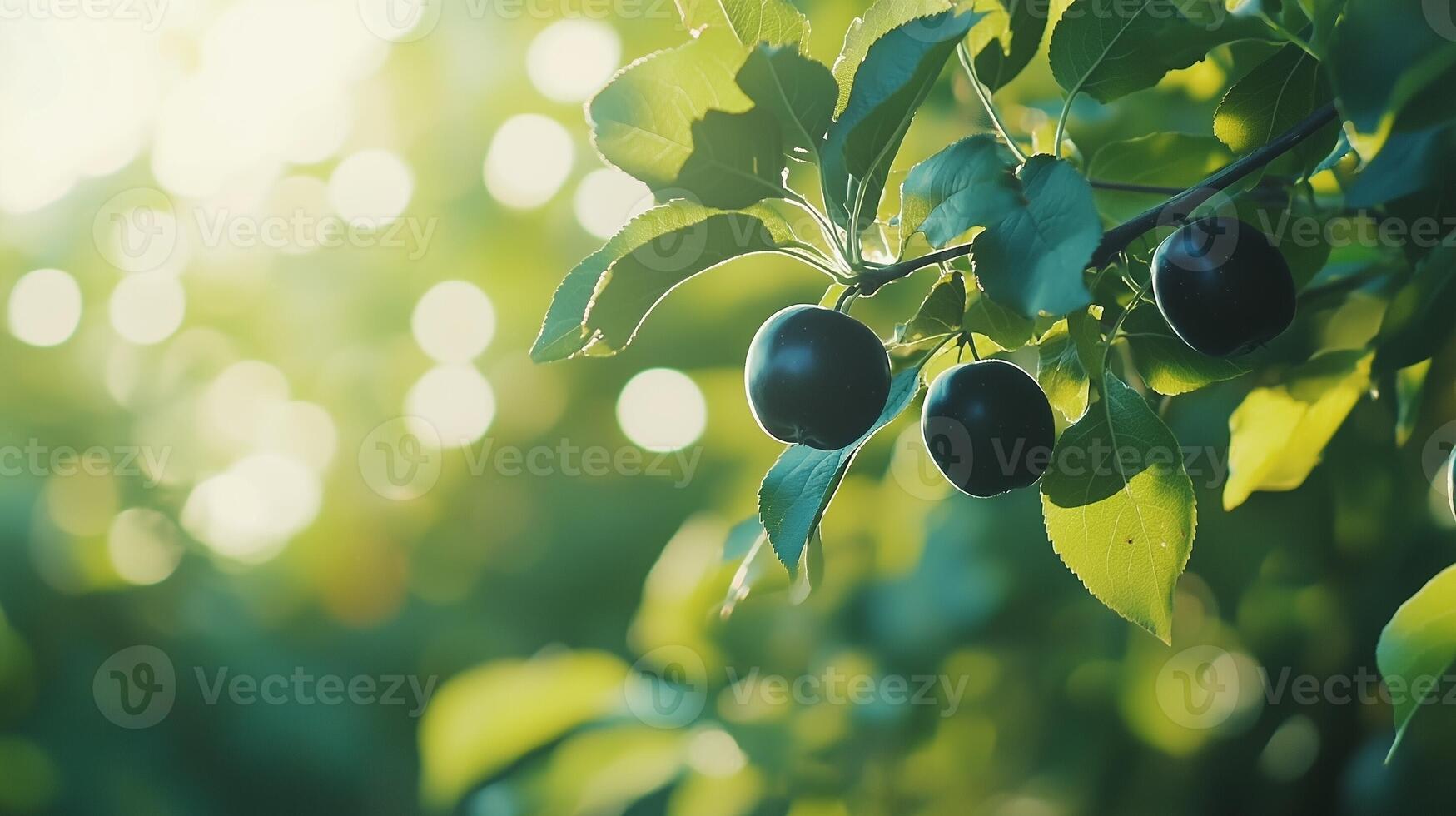 Black apple in tree with macro bokeh background sunlight summer photo