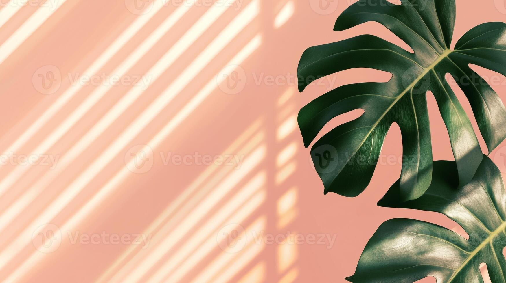Green monstera leaves of the edge frame with shadow light, copy space solid background photo