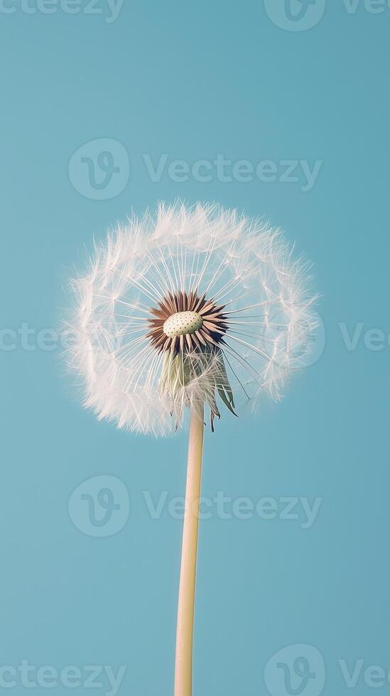 Dandelion petals blooming close up nature theme with story blue solid background photo