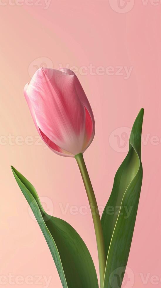 Pink tulip leaf organic nature environment on pink story background photo