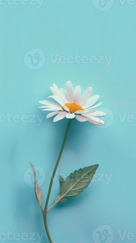 Daisy flower with leaves beauty blooming petal story purple background photo