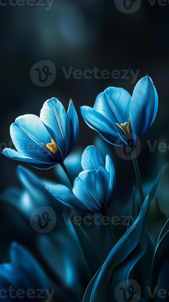 Captivating blue tulip flower dramatic photo effect dark deep blurred background portrait style