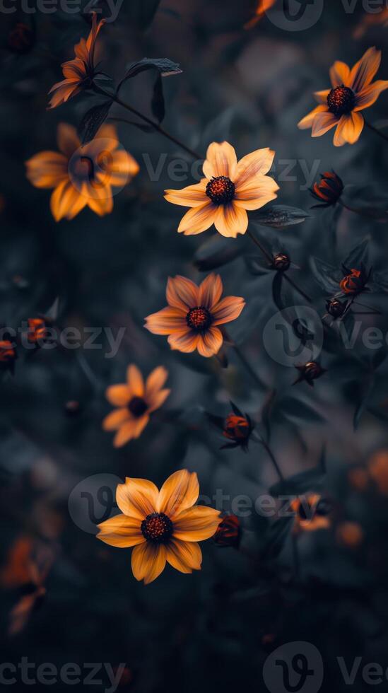 Captivating yellow flower dramatic photo effect dark deep blurred background portrait style