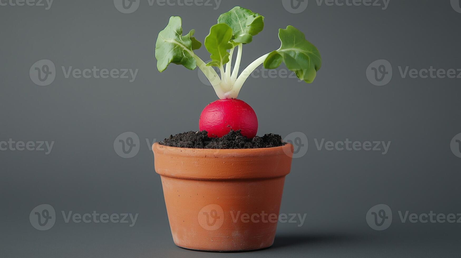 Beets vegetable on soil clay pot miniature garden house plant botanical decoration photo