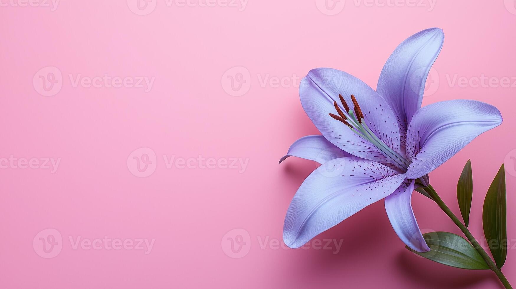 Beauty purple lily single flower copy space blank pink background photo