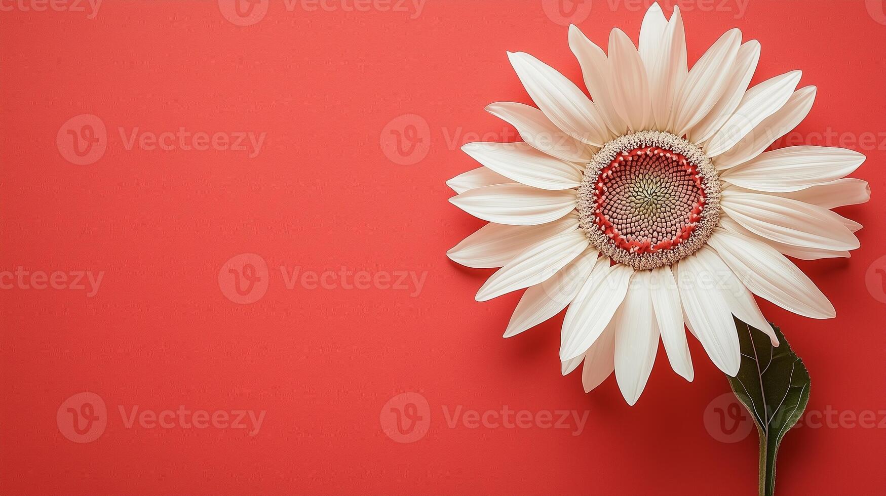 Beauty white flower single flower copy space blank banner poster card background photo