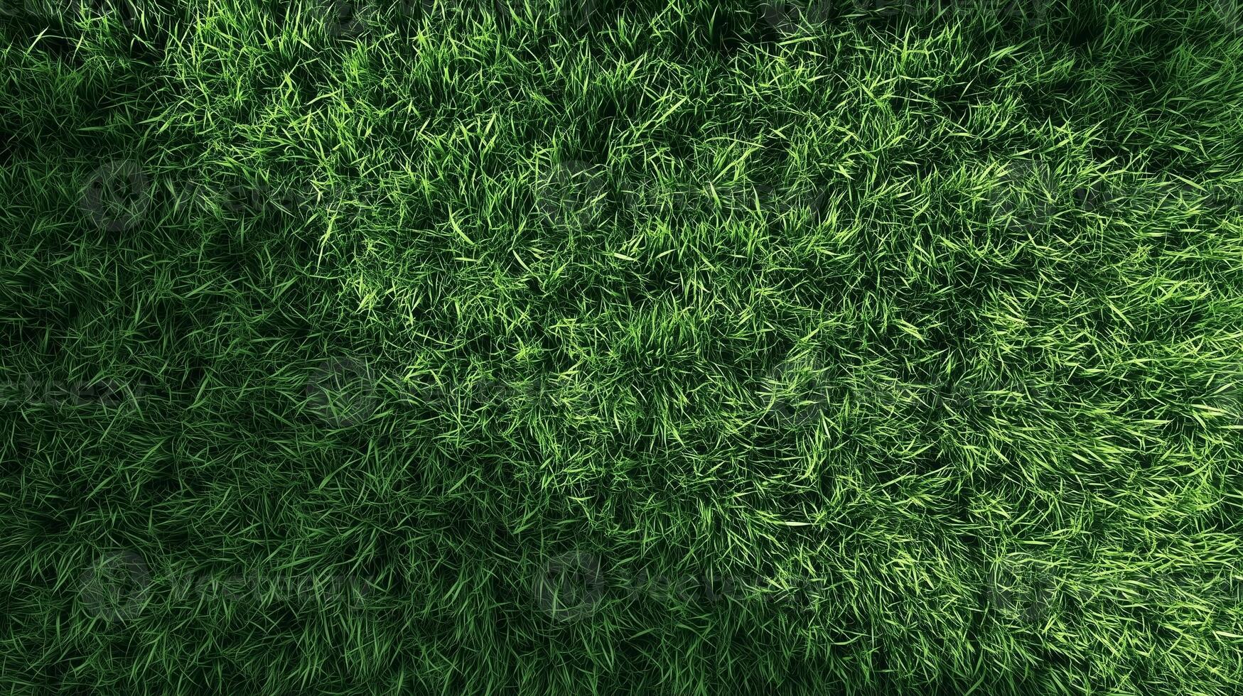 Grass texture garden park nature field nature environment photo