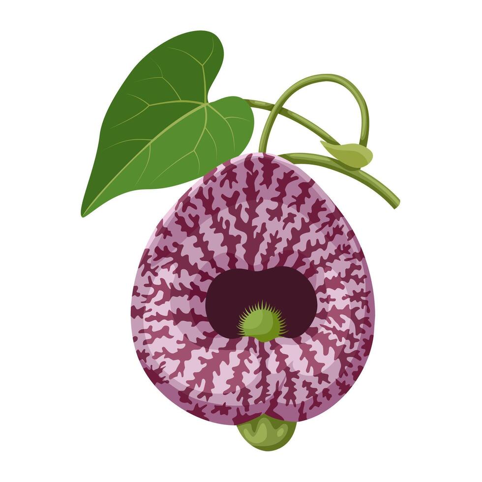 Illustration of Aristolochia littoralis, also called calico flower or elegant Dutchman's pipe, isolated on white background. vector
