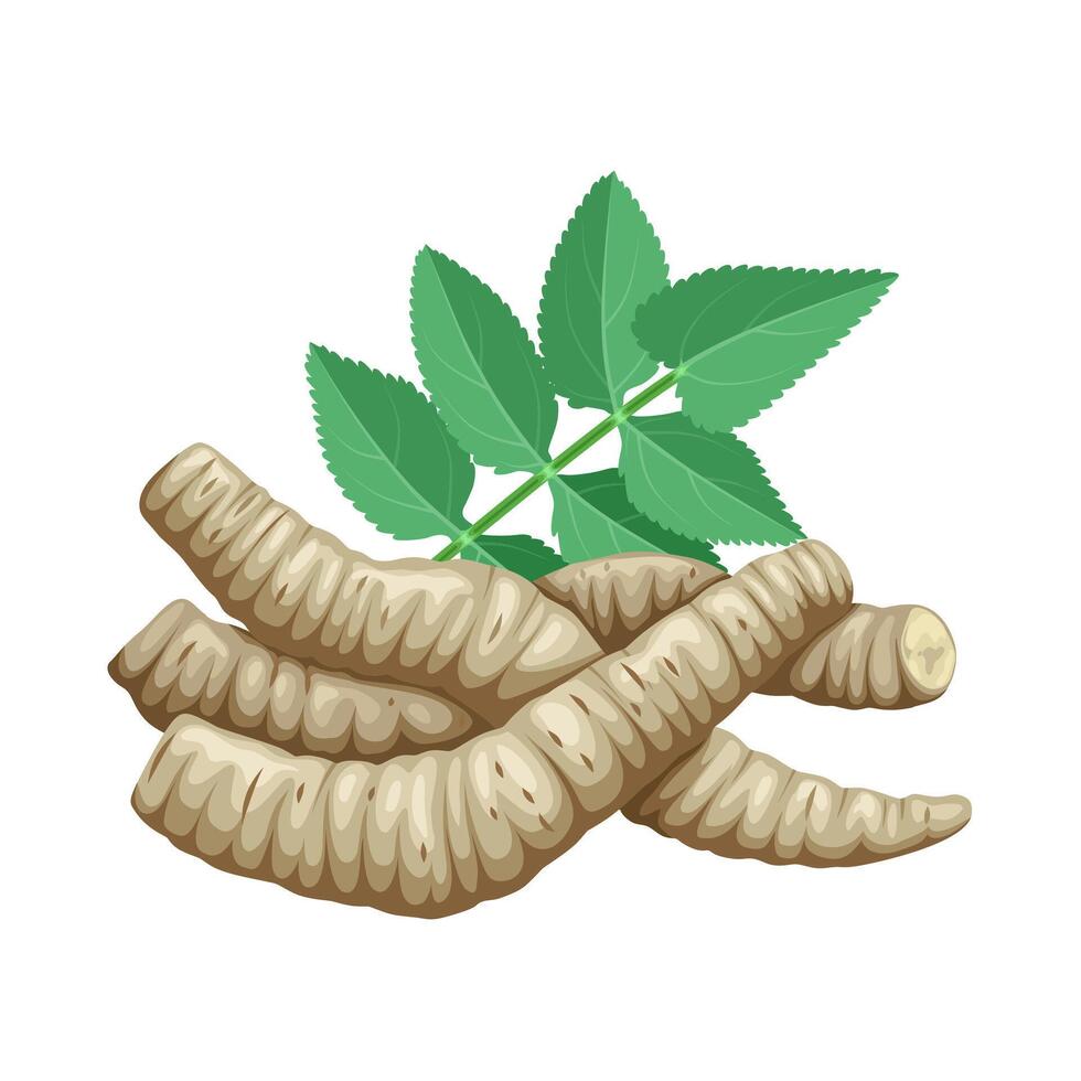 Illustration of skirret or sugar root, scientific name Sium sisarum, isolated on white background. vector