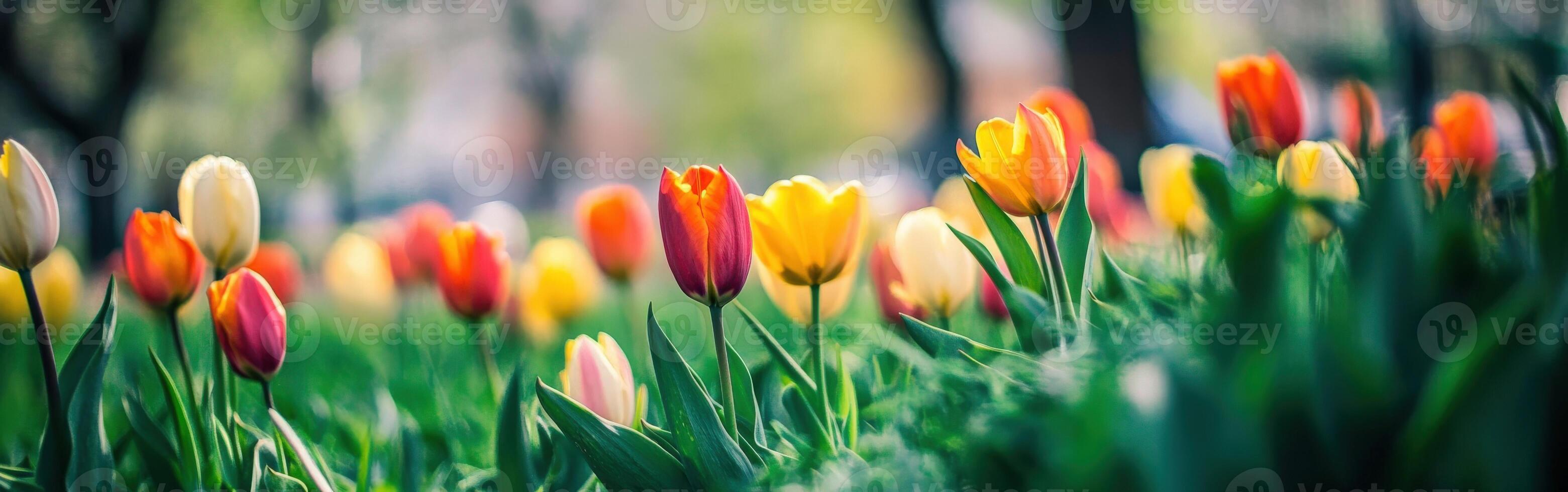 Vibrant tulips blooming in a colorful field during early spring photo