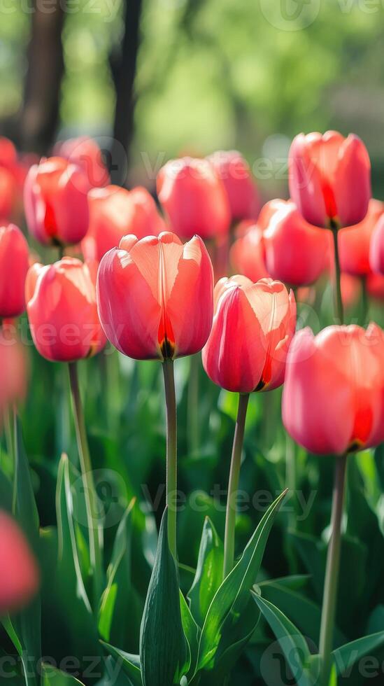 Blooming pink tulips in a vibrant field during springtime sunshine photo