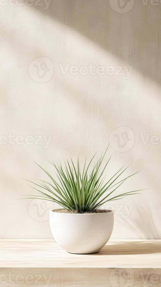 A potted green plant on a wooden shelf with soft sunlight streaming in photo
