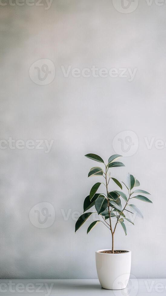 Small potted plant near a light grey wall in a minimalist setting photo