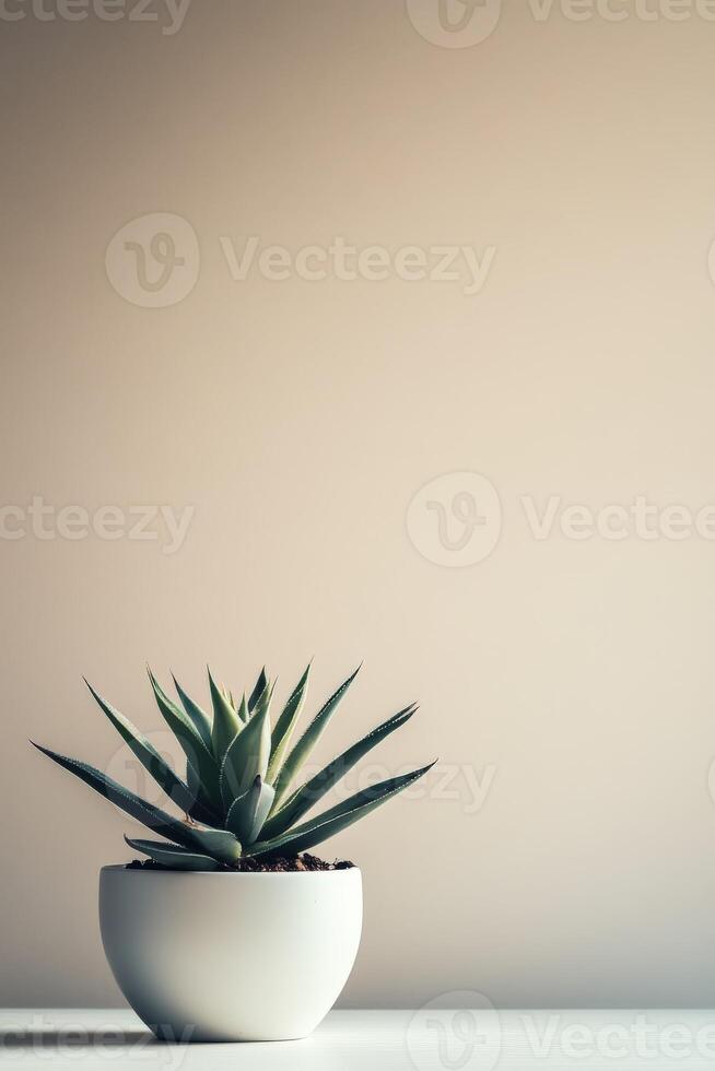 Aloe vera plant in a white pot against a beige wall in soft light photo
