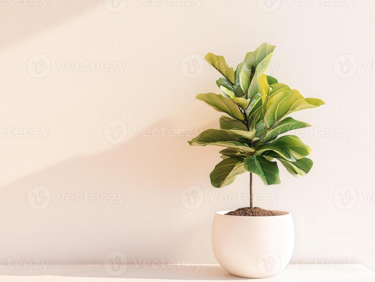 Small indoor plant in a white pot against a neutral background photo
